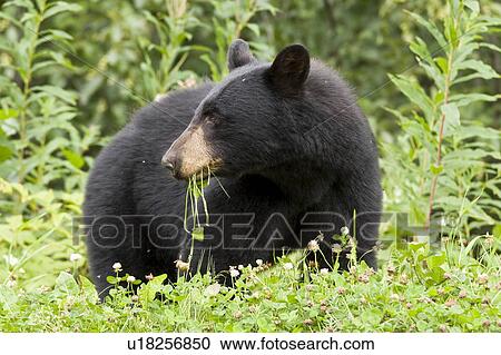 black bear feeding grass highway in northern british columbia View Large Photo Image Stock Image - black bear feeding grass highway in northern british columbia. Fotosearch