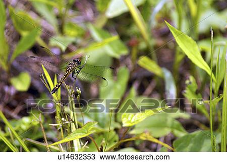 Stock Image -  blue pirates dasher pirate dragonly dragonfly. Fotosearch