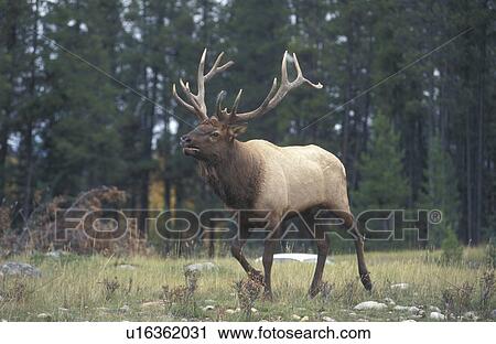 bull elk bugling jasper national park alberta View Large Photo Image Stock Image - bull elk bugling jasper national park alberta. Fotosearch