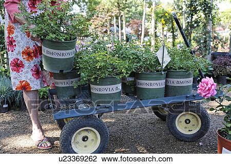 Stock Image -  business woman shopping retail nursery gardening. Fotosearch