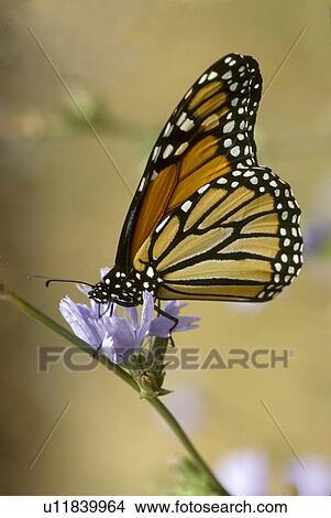 butterfly monarch feeding chicory columbia river View Large Photo Image Picture - butterfly monarch feeding chicory columbia river. Fotosearch