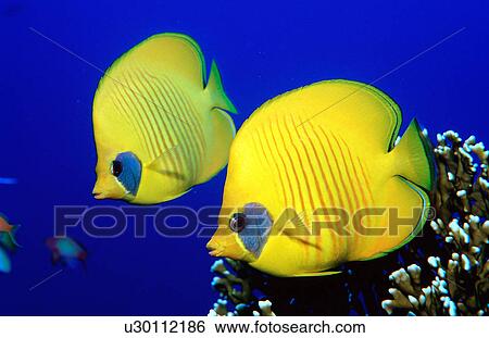 Stock Photograph -  butterfly nature fish aquatic blue chaetodon. Fotosearch