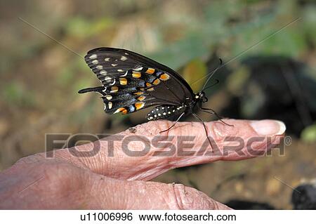 butterfly spicebush pterourus troilus painet View Large Photo Image Stock Photograph -  butterfly spicebush pterourus troilus painet. Fotosearch