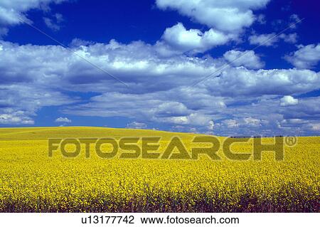 canola field minnedosa manitoba canada crop View Large Photo Image Stock Image - canola field minnedosa manitoba canada crop. Fotosearch