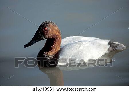 Stock Image -  canvasback drake winnipeg manitoba canada aythya. Fotosearch