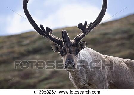 caribou stags polychrome mountain denali park View Large Photo Image Stock Photo - caribou stags polychrome mountain denali park. Fotosearch