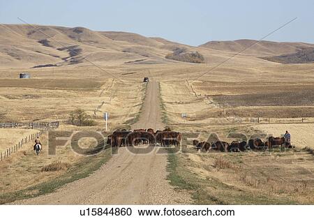 cattle drive in scenic herding country road View Large Photo Image Stock Image - cattle drive in scenic herding country road. Fotosearch
