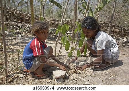 Picture -  child school children timor leste tending trees. Fotosearch