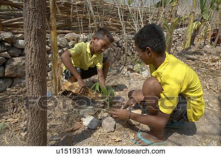 child school children timor leste tending trees View Large Photo Image Stock Image - child school children timor leste tending trees. Fotosearch