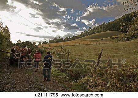 chile mapuche indians firewood bullock cart View Large Photo Image Stock Photography - chile mapuche indians firewood bullock cart . Fotosearch