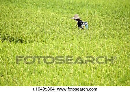 Picture -  chinese farmer spraying fields yulang river. Fotosearch