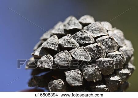 Picture -  christmas background tree nature pine cone berry. Fotosearch