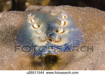 christmas tree blue orange worm underwater View Large Photo Image Picture - christmas tree blue orange worm underwater . Fotosearch