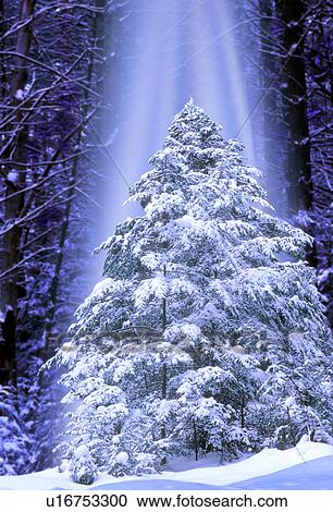christmas tree design nature evergreen in trees View Large Photo Image Stock Image - christmas tree design nature evergreen in trees . Fotosearch