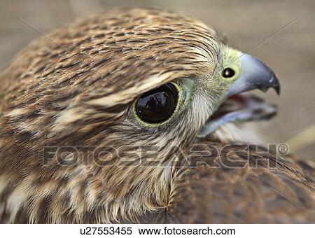 close up young merlin in scenic falcon fledgling View Large Photo Image Stock Photography - close up young merlin in scenic falcon fledgling. Fotosearch