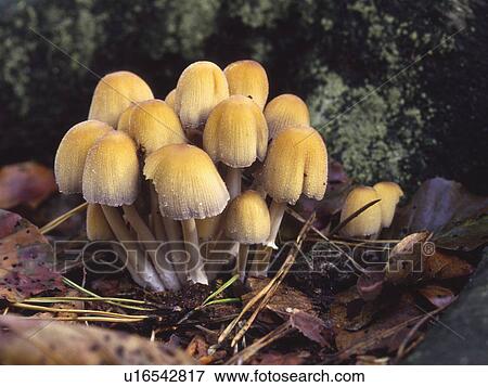 clump common ink caps coprinus micaceus mastbos View Large Photo Image Stock Photo - clump common ink caps coprinus micaceus mastbos. Fotosearch