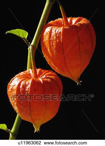 Stock Image -  couple fruit winter stem two pods chinese plant. Fotosearch