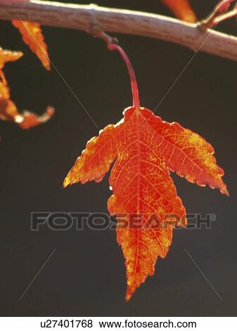 design beauty leaf backlit amur maple parker View Large Photo Image Stock Photo - design beauty leaf backlit amur maple parker . Fotosearch
