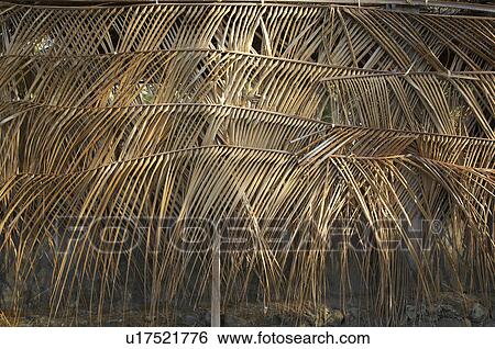 design beauty leaf timor leste detail palm wall View Large Photo Image Stock Photograph - design beauty leaf timor leste detail palm wall. Fotosearch