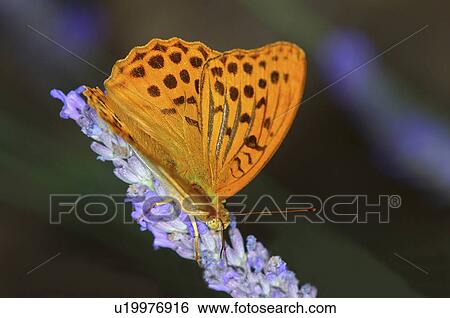 design butterfly nature silver washed fritillary View Large Photo Image Stock Photograph - design butterfly nature silver washed fritillary . Fotosearch