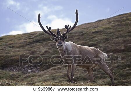 Stock Photo -  design caribou stags polychrome mountain denali . Fotosearch