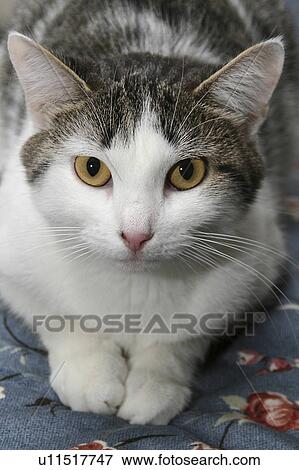 Stock Photo -  design cat feline closup close up portrait design . Fotosearch