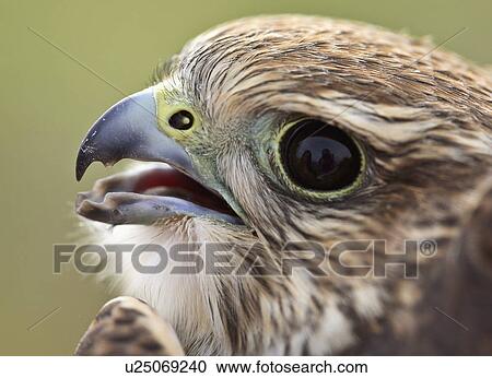 design close up young merlin in scenic falcon View Large Photo Image Stock Image - design close up young merlin in scenic falcon . Fotosearch