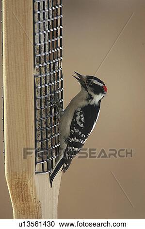 design downy woodpecker View Large Photo Image Stock Image - design downy woodpecker . Fotosearch