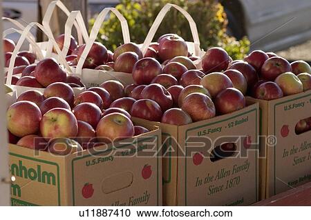 Stock Image -  design leaf apples allenholm orchards in south . Fotosearch