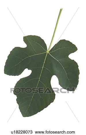 design leaf fig View Large Photo Image Stock Image - design leaf fig . Fotosearch