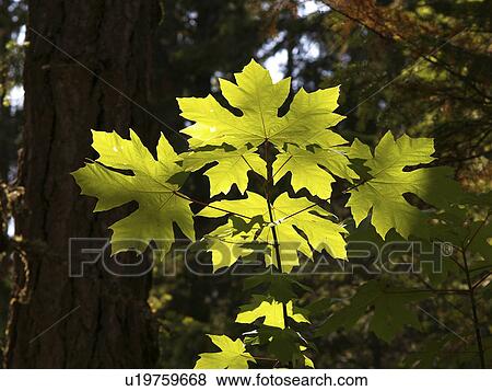 Stock Photo -  design leaf maple leaves beam sunshine british . Fotosearch