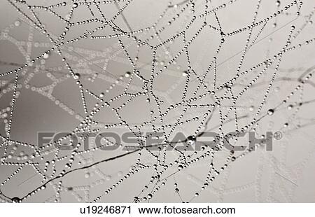 Stock Image -  design nature beauty art mist drops spider web. Fotosearch