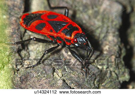 design nature firebug apterus body bug View Large Photo Image Stock Image - design nature firebug apterus body bug . Fotosearch