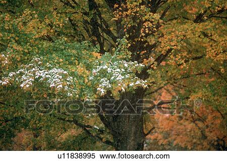 design nature leaf horizontal color colour new View Large Photo Image Stock Photography - design nature leaf horizontal color colour new . Fotosearch