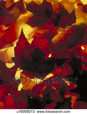 Stock Image -  design pattern nature leaf fall leaves autumn vt . Fotosearch