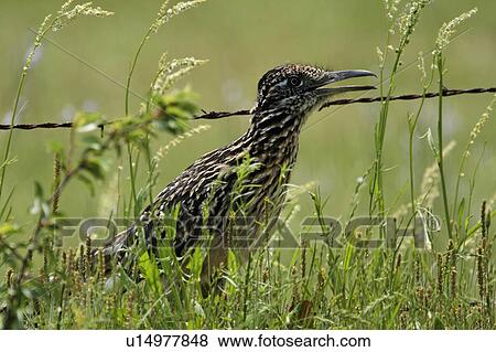 Stock Photo -  design roadrunner geococcyx chordata vertebrata . Fotosearch