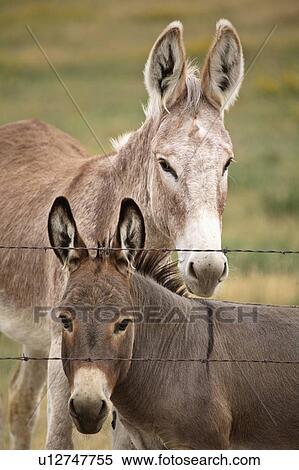 Stock Photography -  design summer mother young donkey in scenic foal . Fotosearch
