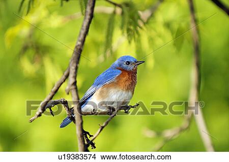 Picture -  design texas male eastern bluebird sialia sialis . Fotosearch