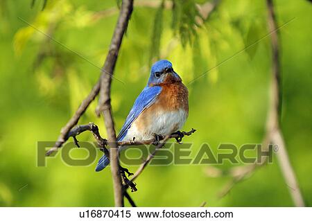 Stock Photography -  design texas male eastern bluebird sialia sialis . Fotosearch