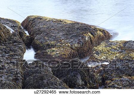 design york maine rocks seaweed atlantic ocean View Large Photo Image Stock Photography - design york maine rocks seaweed atlantic ocean. Fotosearch
