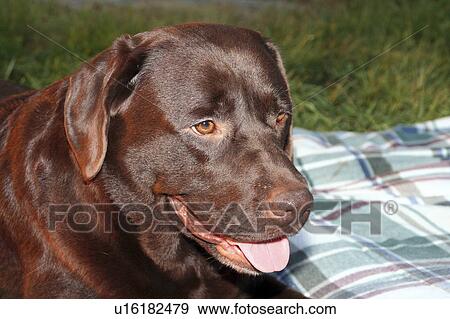 dog chocolate black labrador retriever puppy View Large Photo Image Stock Photo - dog chocolate black labrador retriever puppy . Fotosearch