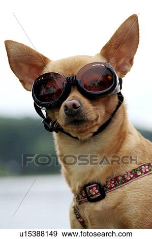 dog chuhuahua goggles chihuahua humor canine ham View Large Photo Image Stock Photo - dog chuhuahua goggles chihuahua humor canine ham . Fotosearch