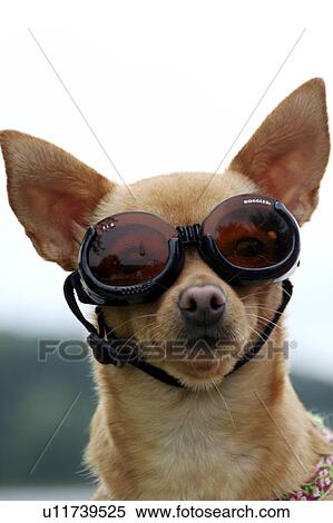 Stock Photography -  dog chuhuahua goggles chihuahua humor ham cool . Fotosearch