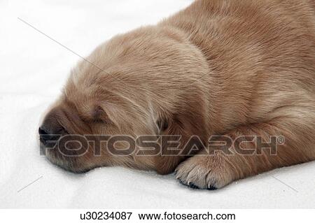 Stock Photo -  dog design 9 day old golden retriever puppies . Fotosearch