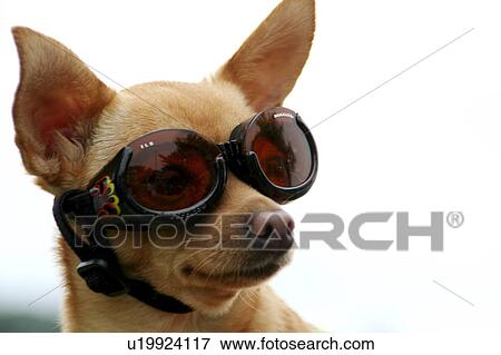 dog design chuhuahua goggles chihuahua humor View Large Photo Image Stock Photo - dog design chuhuahua goggles chihuahua humor . Fotosearch