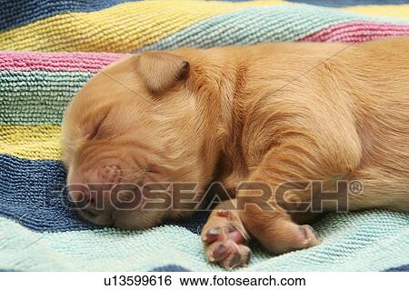 dog design golden retriever 1 day old puppy dog View Large Photo Image Stock Photograph - dog design golden retriever 1 day old puppy dog . Fotosearch