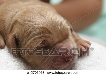 Stock Image -  dog design golden retriever puppy 1-day old dog . Fotosearch
