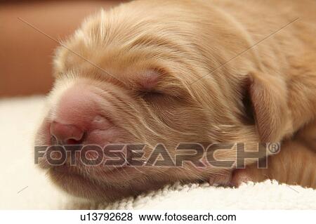 Stock Photo -  dog design golden retriever puppy 1-day old dog . Fotosearch