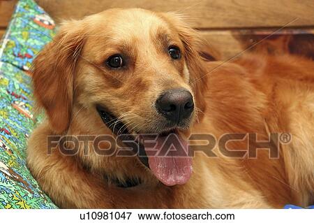 Stock Photo -  dog design golden retriever relaxing . Fotosearch