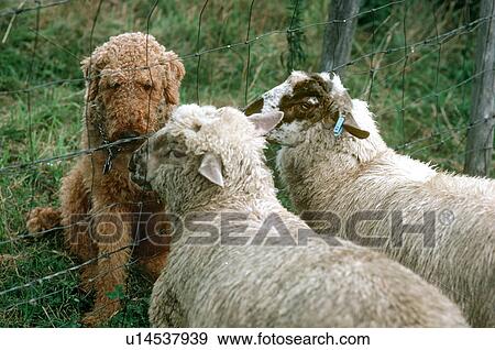 Stock Photo -  dog design summer sheep in underhill vt animal . Fotosearch